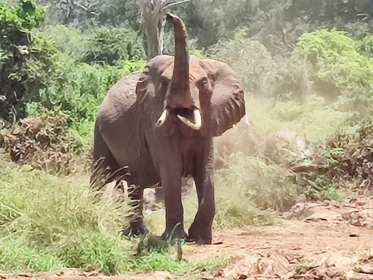Maasai Mara